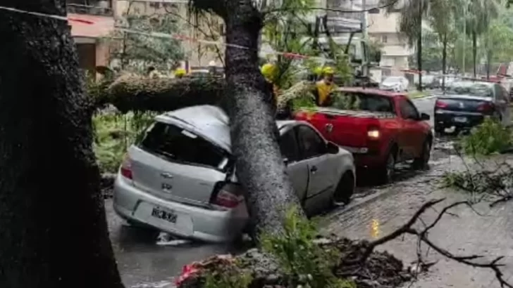 Consecuencias de la lluvia: cayó un árbol y aplastó un auto