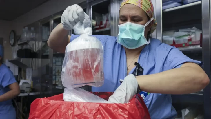 Trasplantaron por primera vez el riñón de un cerdo modificado genéticamente a un paciente de 62 años