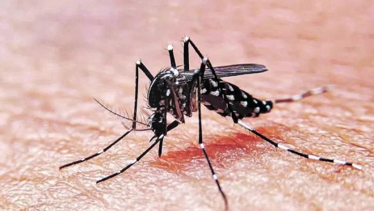 Cifras alarmantes: más de 180.000 casos de Dengue en el país