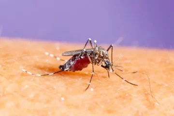 Tucumán supera los 20 mil casos de dengue