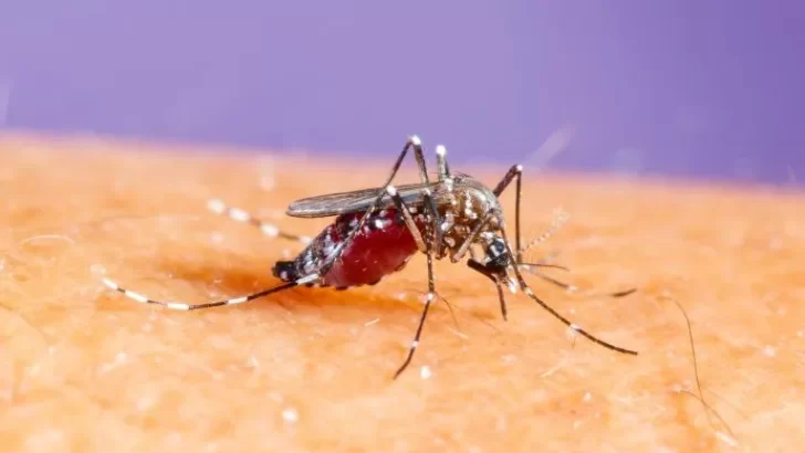 El Gobierno nacional indicó que las provincias deben hacerse cargo de la campaña contra el dengue