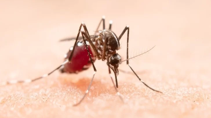 Dengue en Argentina: ya se registraron más de 269 mil contagios y 197 muertes en todo el país