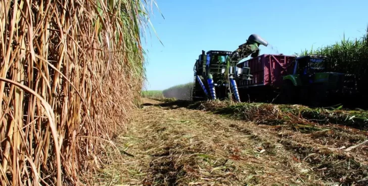 Las heladas en Tucumán tuvieron su impacto negativo en la zafra Las heladas en Tucumán tuvieron su impacto negativo en la zafra