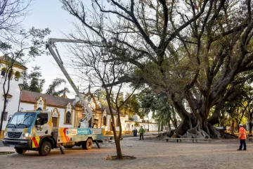 Podan el antiguo gomero frente al Cementerio del Oeste