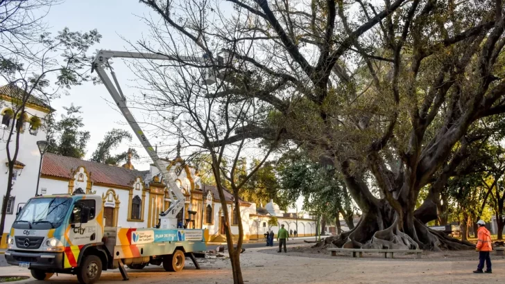 Podan el antiguo gomero frente al Cementerio del Oeste