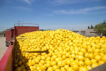 El sector citrícola de Tucumán en crisis: pérdidas y abandono de cultivos El sector citrícola de Tucumán en crisis: pérdidas y abandono de cultivos