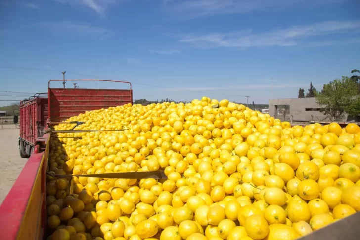 El sector citrícola de Tucumán en crisis: pérdidas y abandono de cultivos El sector citrícola de Tucumán en crisis: pérdidas y abandono de cultivos