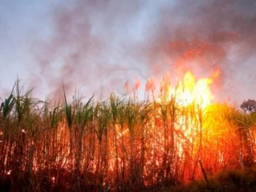 Preocupación por el aumento de incendios en cañaverales: “El fuego es muy dañino para la producción” Preocupación por el aumento de incendios en cañaverales: “El fuego es muy dañino para la producción”
