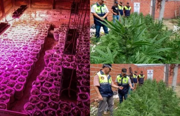 Encontraron 600 plantas de marihuana y un vivero en Las Talitas