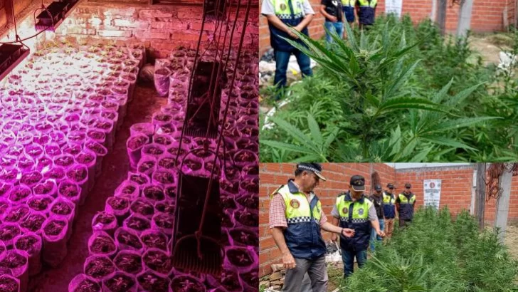 Encontraron 600 plantas de marihuana y un vivero en Las Talitas