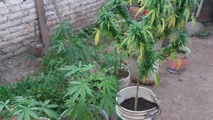 Encontraron 25 plantas de marihuana en el interior de una vivienda