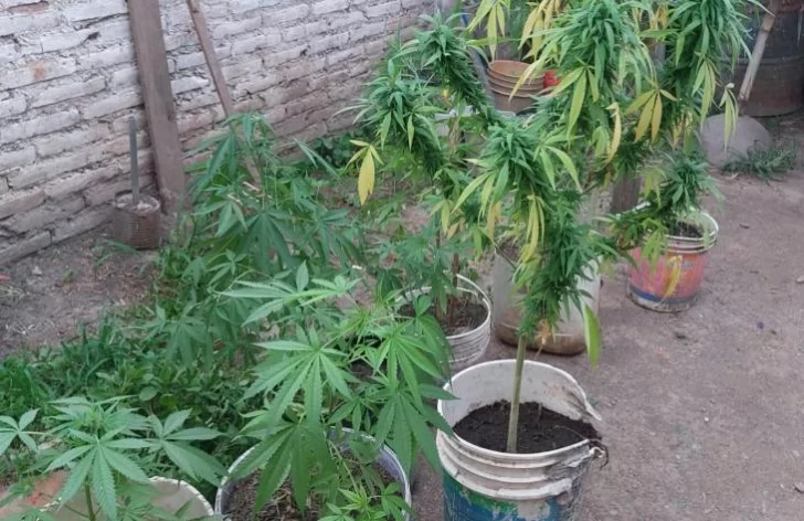 Encontraron 25 plantas de marihuana en el interior de una vivienda Encontraron 25 plantas de marihuana en el interior de una vivienda