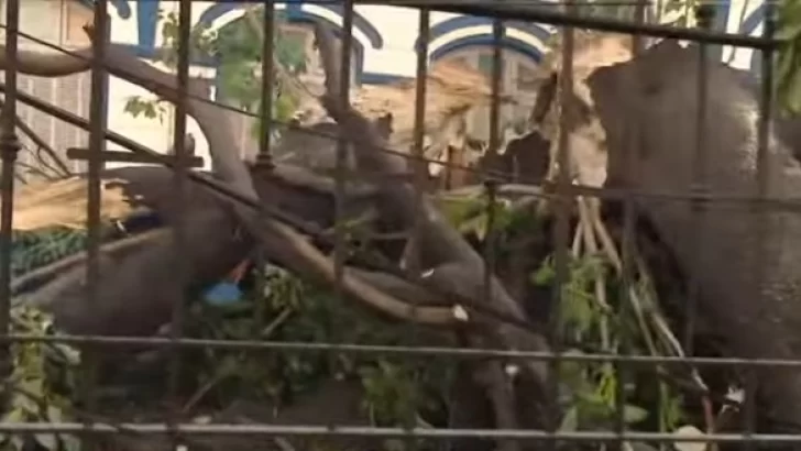 Cayó un árbol de gran porte en una escuela de la Capital y provocó cortes de tránsito