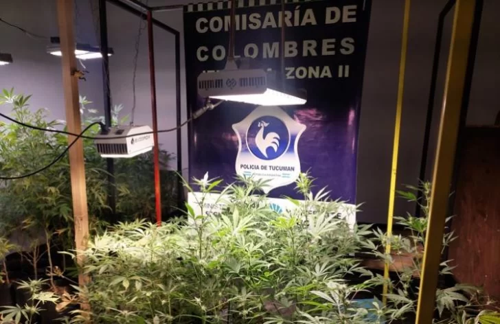 Desmantelan invernadero de marihuana en San Miguel de Tucumán: más de 100 plantas secuestradas Desmantelan invernadero de marihuana en San Miguel de Tucumán: más de 100 plantas secuestradas