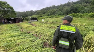 Tucumán: Patrullan una zona montuosa de difícil acceso y encuentran una plantación de marihuana