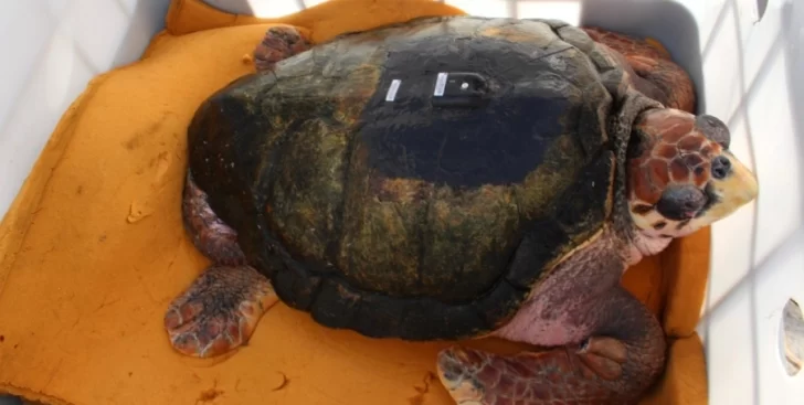 Prefectura liberó a “Jorge”, un tortugo que llevaba más de 40 años de cautiverio