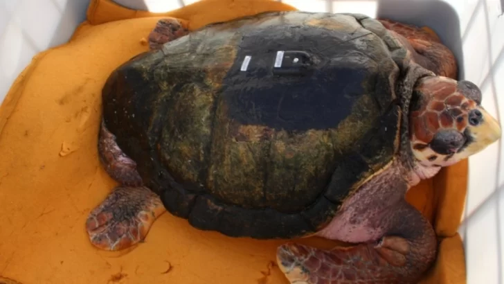 Prefectura liberó a “Jorge”, un tortugo que llevaba más de 40 años de cautiverio