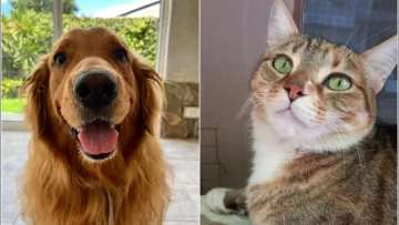 Día del Animal: por qué se celebra este martes en Argentina Día del Animal: por qué se celebra este martes en Argentina