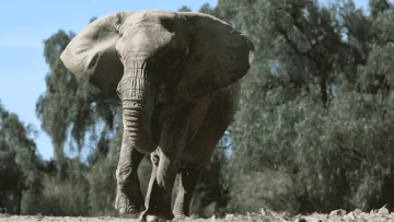 Trasladarán a Brasil a la elefanta Kenya del ex zoológico de Mendoza