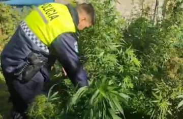 Decomisan 27 plantas de marihuana