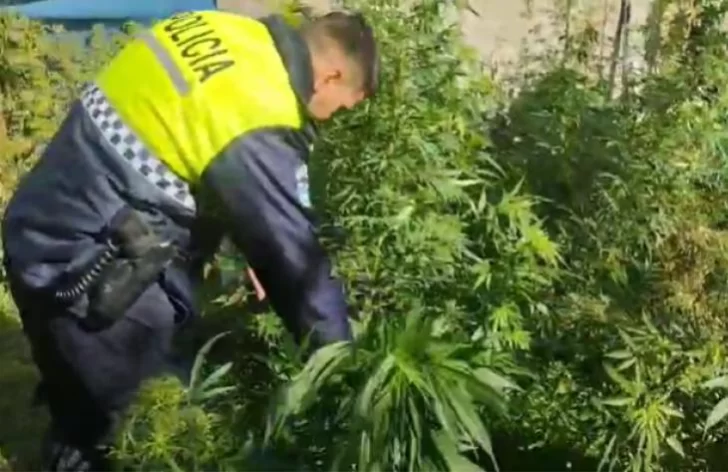 Decomisan 27 plantas de marihuana