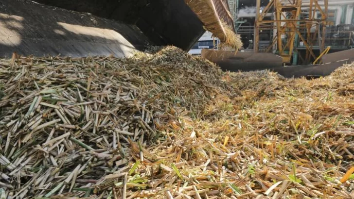 En Tucumán, la molienda de caña supera un 42% de avance