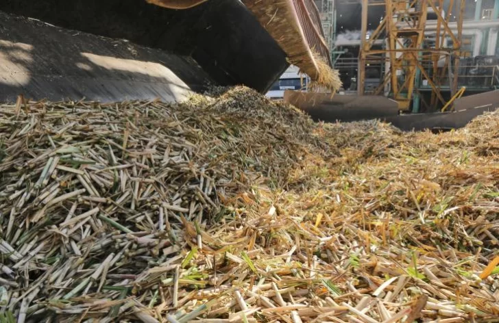 En Tucumán, la molienda de caña supera un 42% de avance