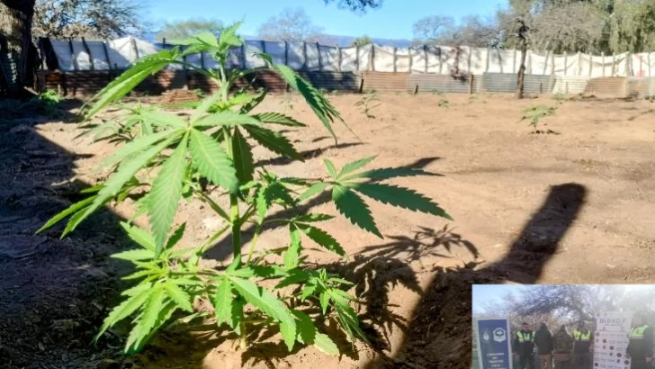 Encontraron más de 250 plantas de marihuana en una zona rural