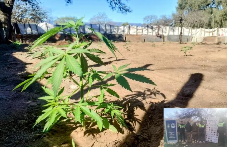 Encontraron más de 250 plantas de marihuana en una zona rural Encontraron más de 250 plantas de marihuana en una zona rural