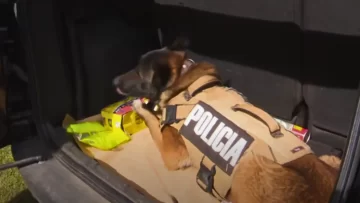 Lebrón, el perro de la Policía de Tucumán que se consagró campeón nacional Lebrón, el perro de la Policía de Tucumán que se consagró campeón nacional