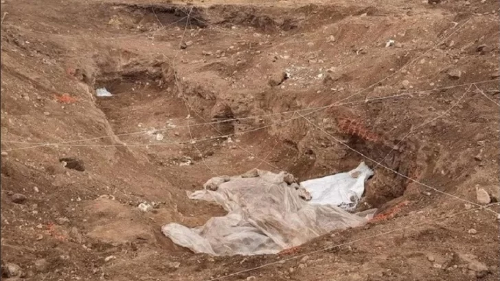 Impactante hallazgo: encontraron una veintena de cadáveres en un predio