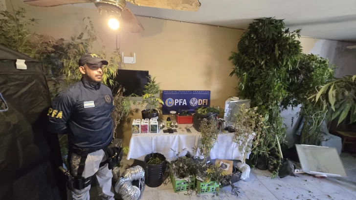 Desbaratan punto de cultivo y venta de marihuana en plena capital provincial