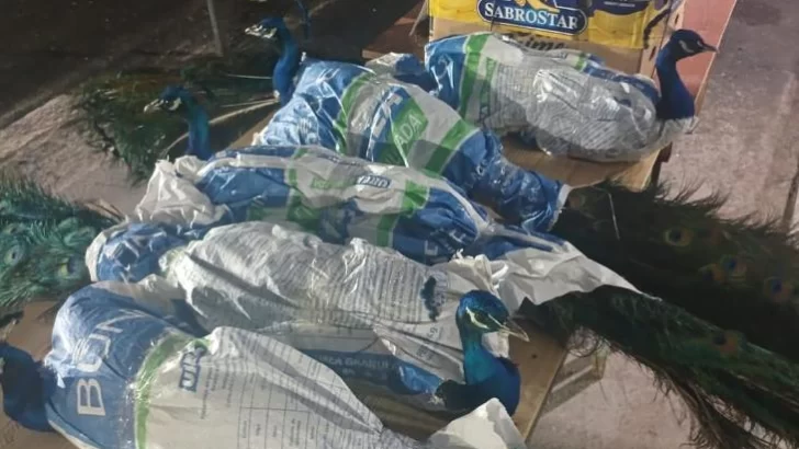 Rescataron diez pavos reales que eran trasladados en cajas de cartón y bolsas arpilleras