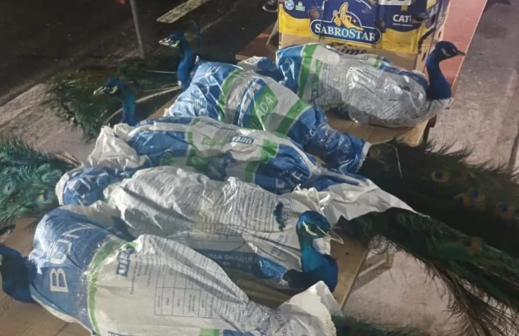 Rescataron diez pavos reales que eran trasladados en cajas de cartón y bolsas arpilleras Rescataron diez pavos reales que eran trasladados en cajas de cartón y bolsas arpilleras