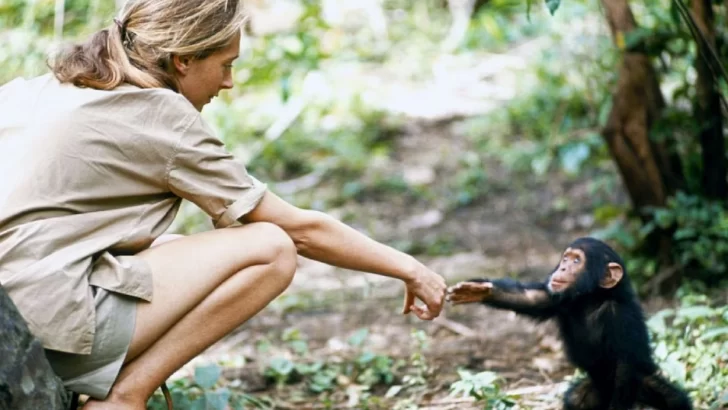 Murió Jane Goodall, la reconocida defensora de los derechos de los animales