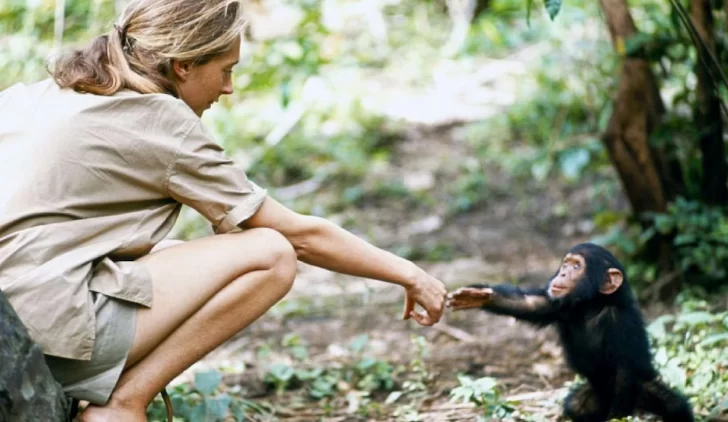 Murió Jane Goodall, la reconocida defensora de los derechos de los animales