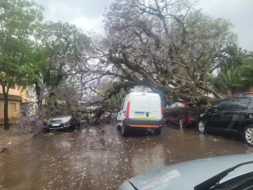 Fuertes vientos provocaron destrozos y caída de árboles en Tucumán