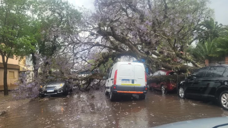 Fuertes vientos provocaron destrozos y caída de árboles en Tucumán