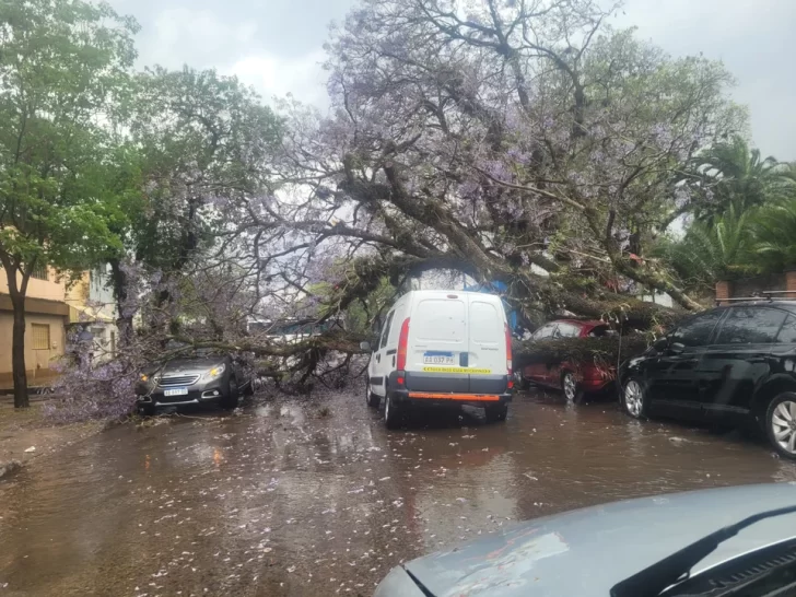 Fuertes vientos provocaron destrozos y caída de árboles en Tucumán