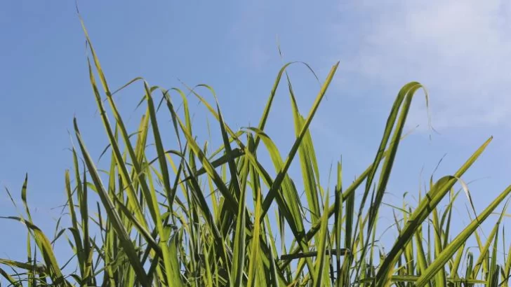 Finaliza la zafra Tucumana, con récords históricos