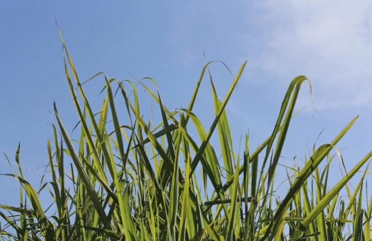 Finaliza la zafra Tucumana, con récords históricos