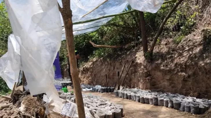 Desarticulan una plantación de marihuana en una zona rural de Leales