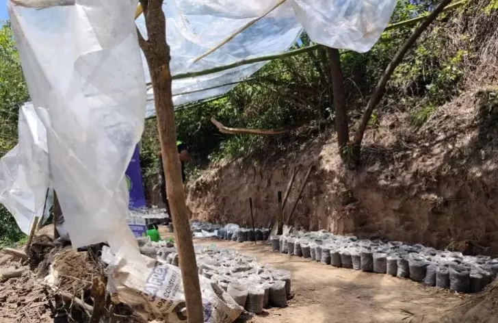 Desarticulan una plantación de marihuana en una zona rural de Leales