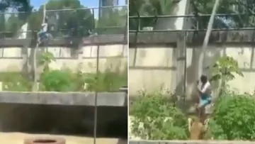 Un joven murió tras ingresar a la jaula de una leona en un zoológico