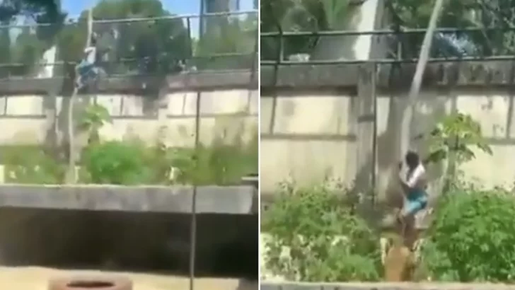 Un joven murió tras ingresar a la jaula de una leona en un zoológico
