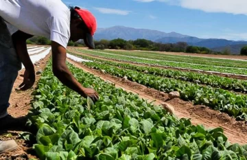 La Provincia gestionó la aprobación de $4.500 millones para el sostenimiento de las unidades productivas tabacaleras La Provincia gestionó la aprobación de $4.500 millones para el sostenimiento de las unidades productivas tabacaleras