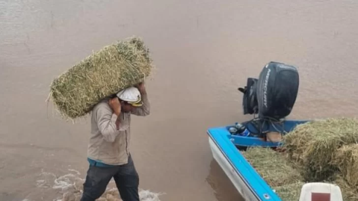 Realizan un operativo integral para rescatar animales de pastoreo en el sur tucumano Realizan un operativo integral para rescatar animales de pastoreo en el sur tucumano