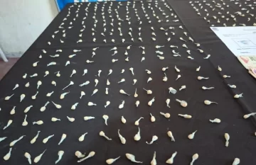 Detuvieron a una pareja con más de 260 dosis de cocaína Detuvieron a una pareja con más de 260 dosis de cocaína