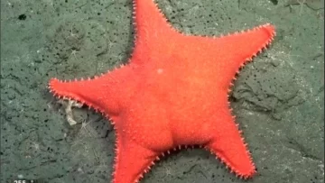 Vuelven los streams del Conicet con una nueva expedición al fondo del mar argentino Vuelven los streams del Conicet con una nueva expedición al fondo del mar argentino