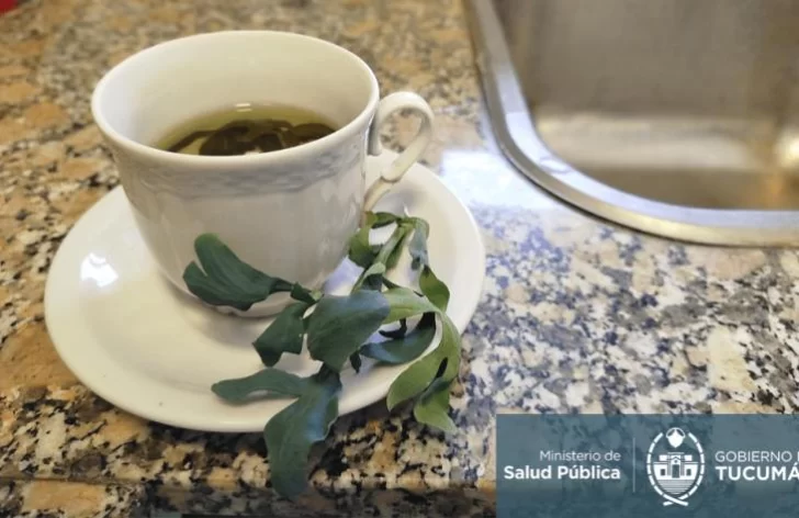 El té de ruda no está recomendado para niños, embarazadas ni adultos mayores El té de ruda no está recomendado para niños, embarazadas ni adultos mayores